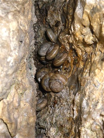 Chilostoma cingulatum colubrinum lago d''Iseo